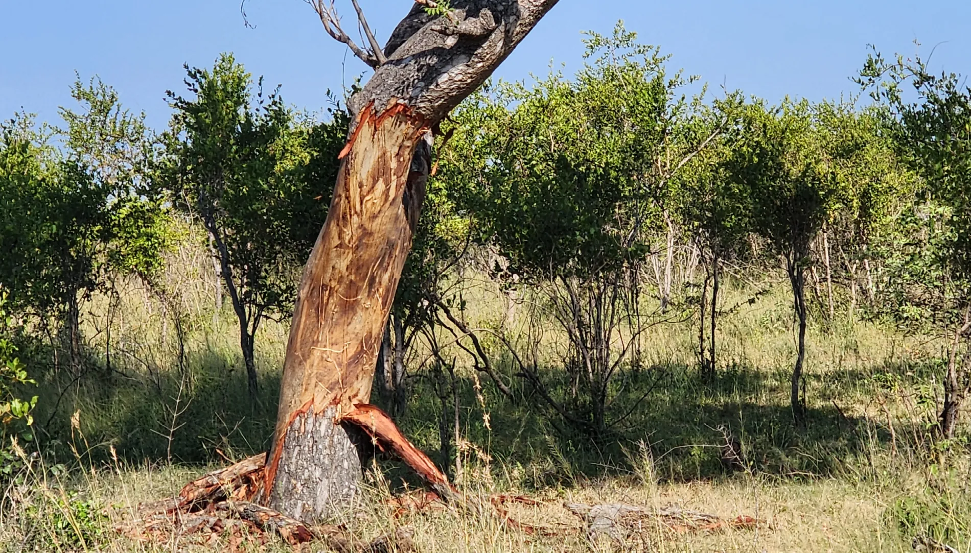 Marula tree that is one of many ring barked by elephants in the Satara area this year.