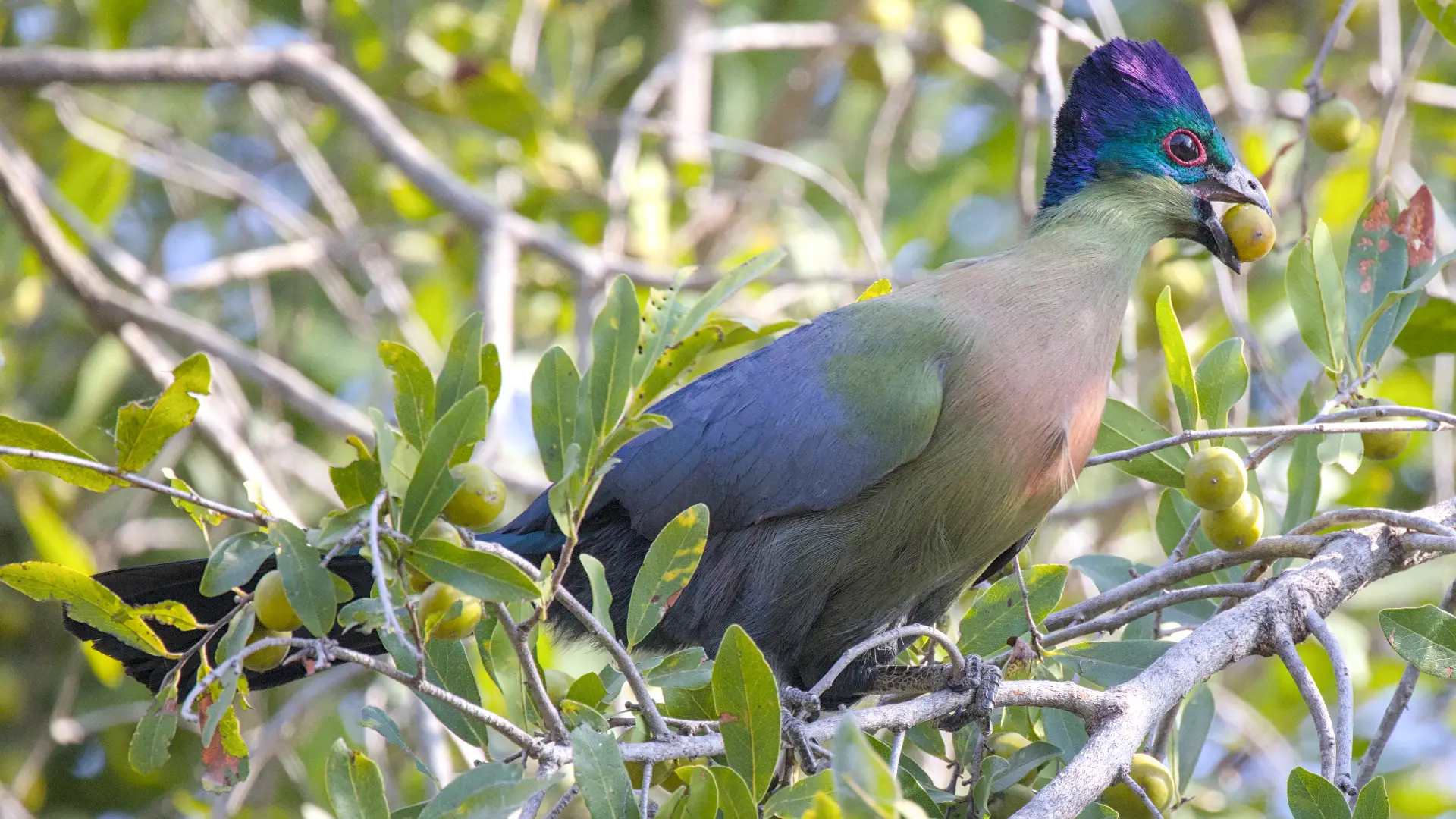 Purple crested turaco with jackalberry fruit, which it swallows whole.