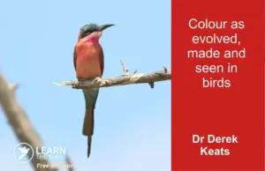 Carmine bee eater with title