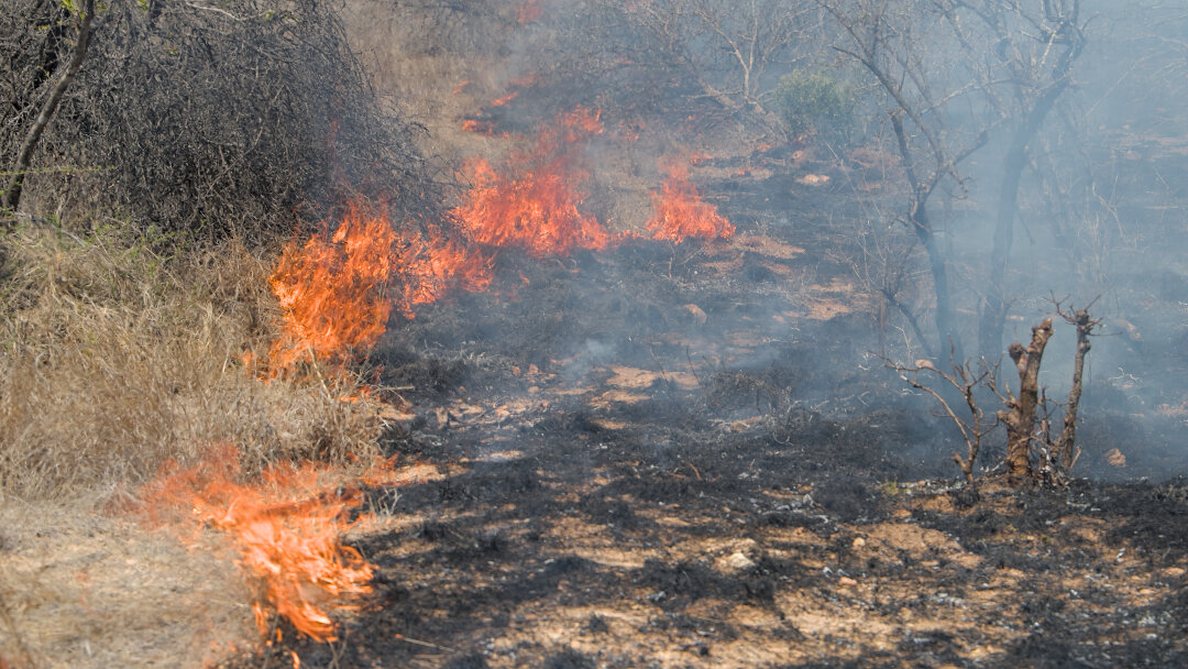 Fire in Kruger National Park.