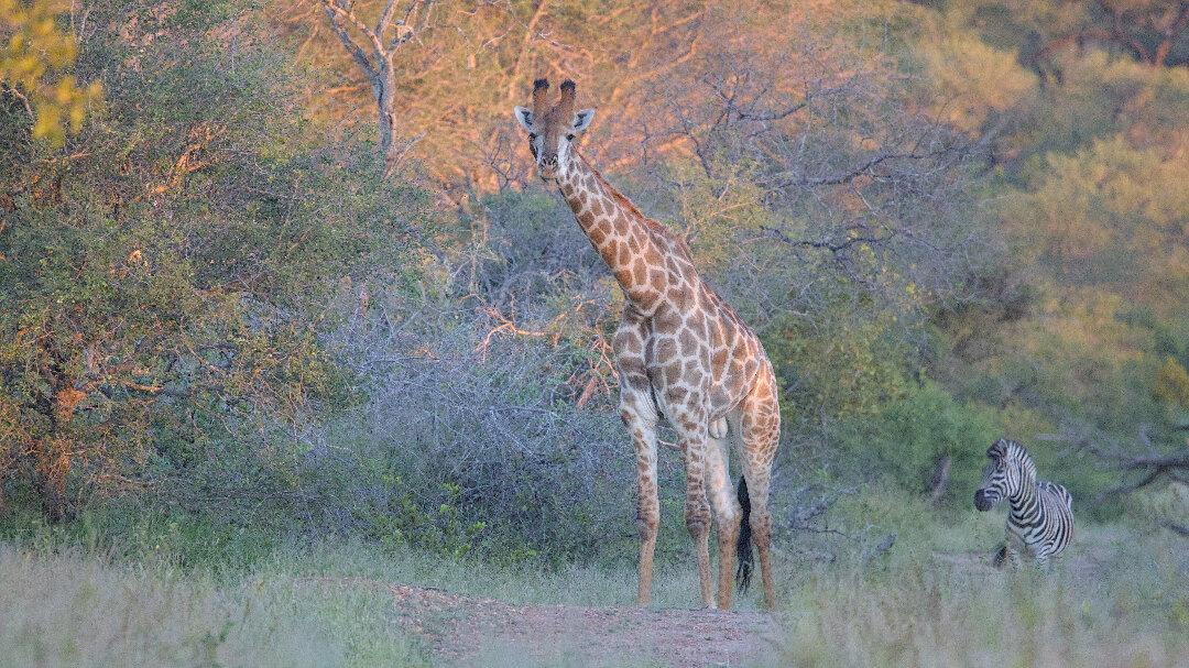 Giraffe and zebra with vegetation at sunset.