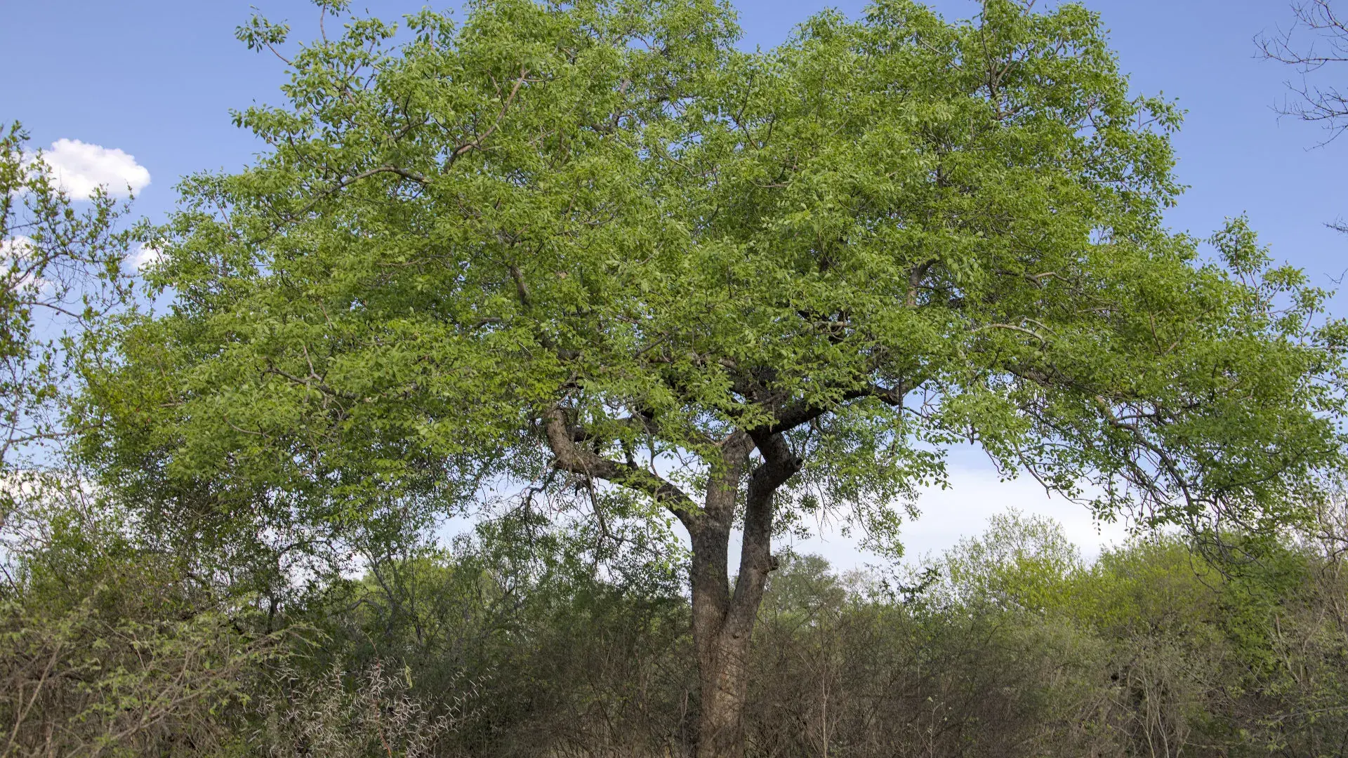 Marula tree to show form, with thick trunk and spreading crown.