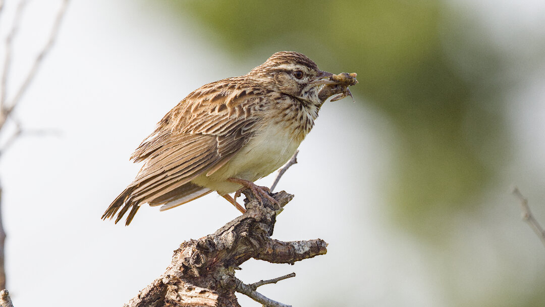 Sabota lark with invertebrate food.