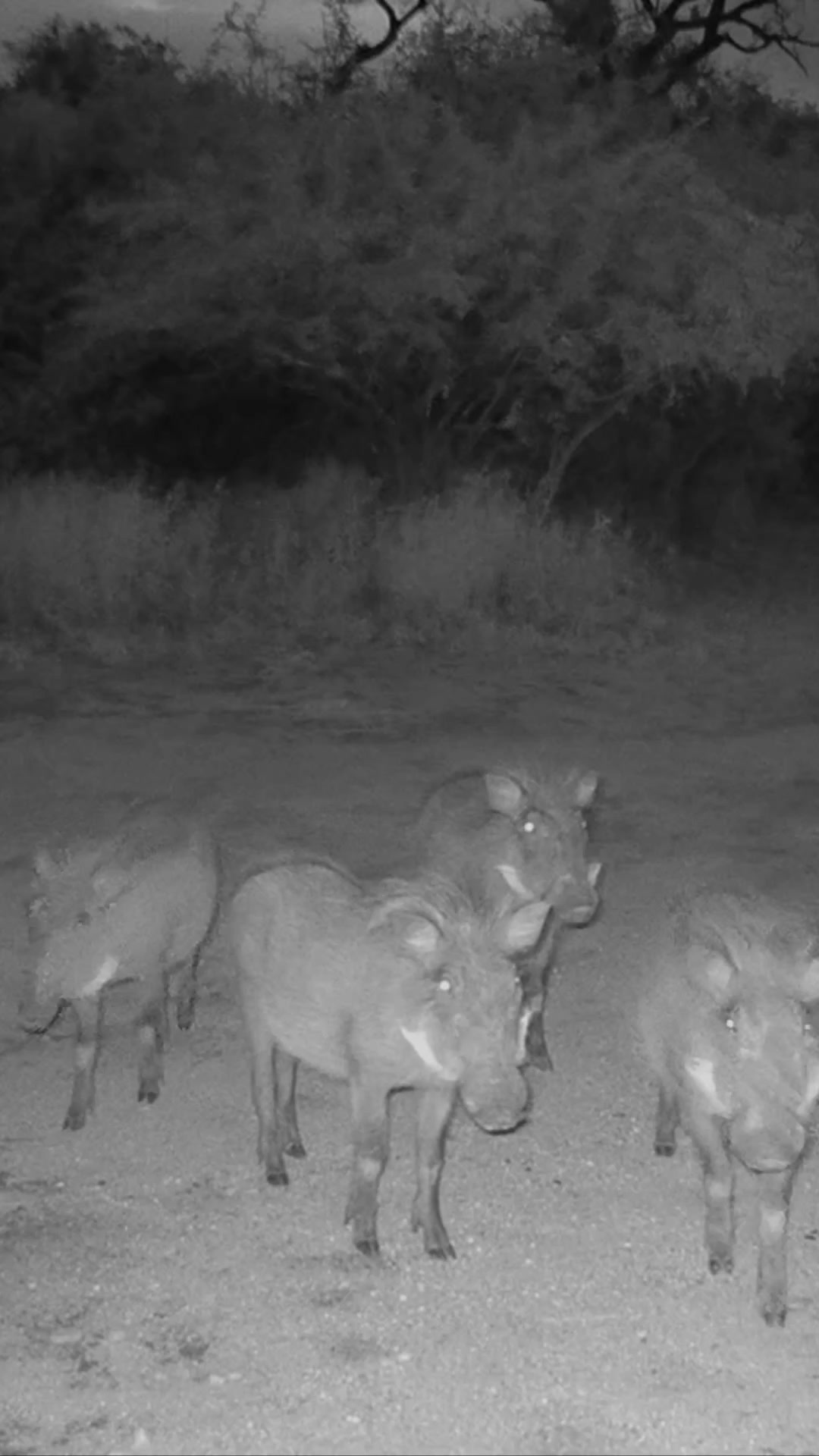 A peep at a family of warthogs