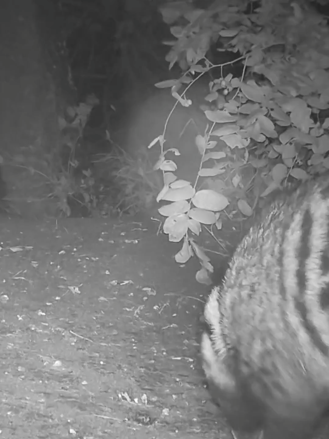 An African civet eating ants