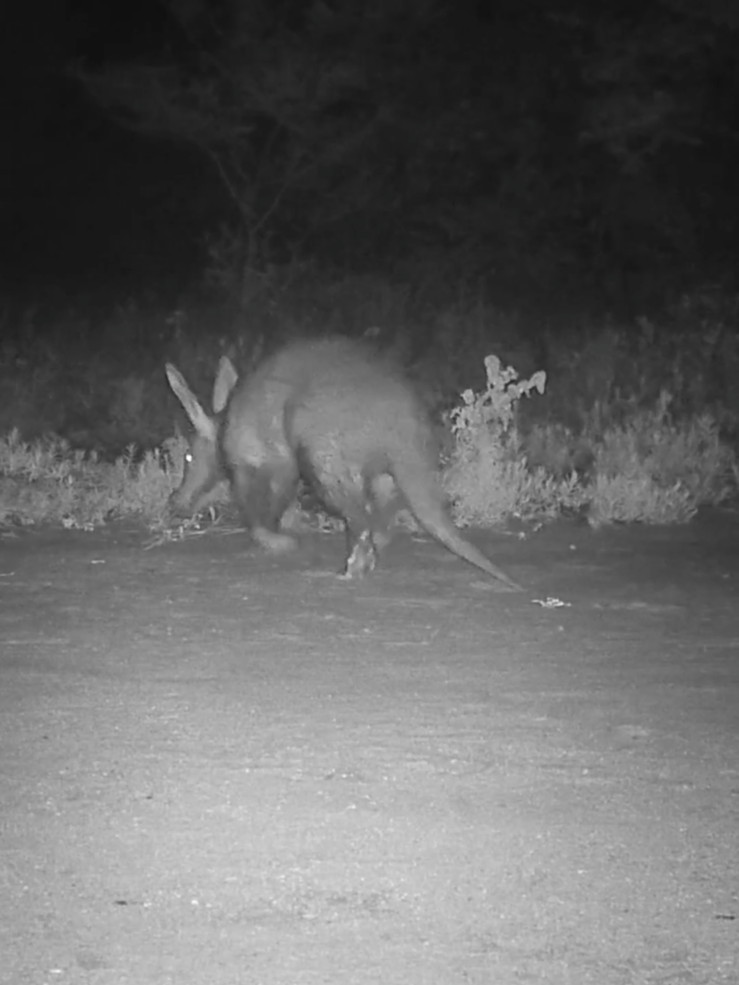 Aardvark digging ants again