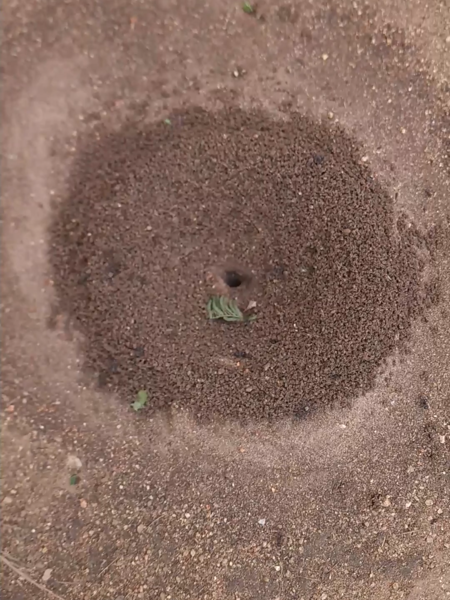 The giraffe and the ants