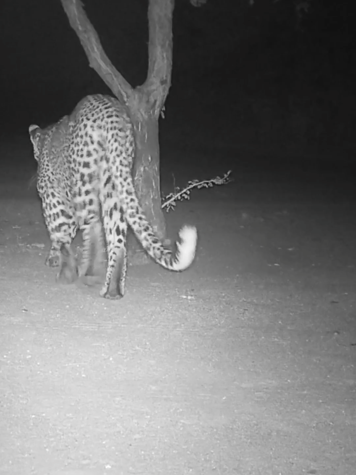 Leopard in front of the house