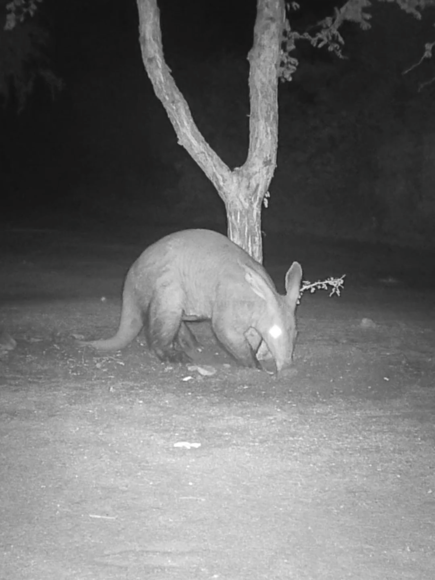 The aardvark and the ants