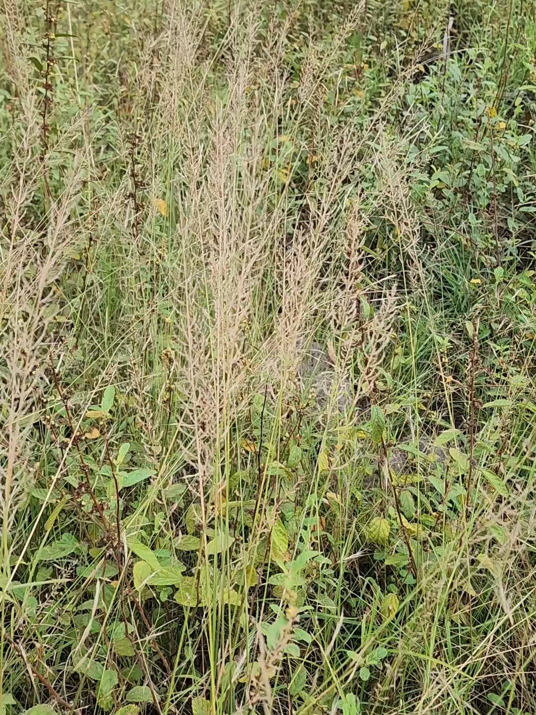 The herringbone grass, Pogonarthria squarrosa