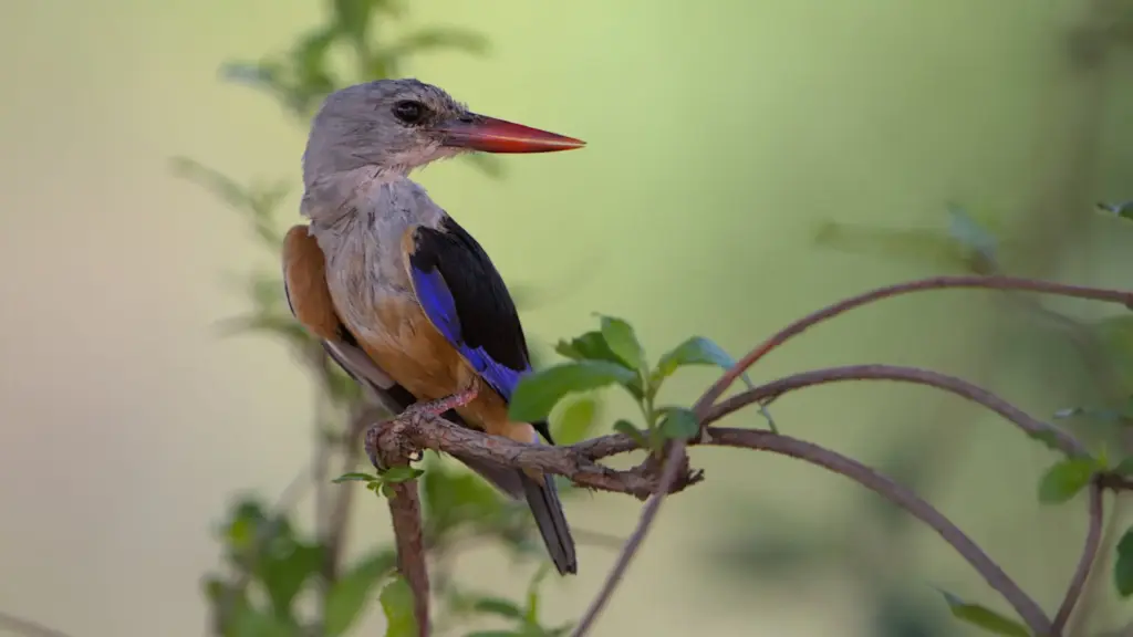 Grey-headed kingfisher