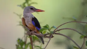 Grey-headed kingfisher