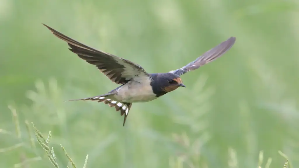 Barn swallow over grass