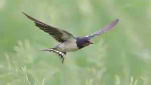 Barn swallow over grass