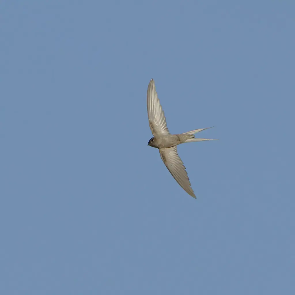 African palm swift