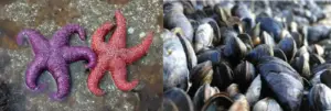 Starfish and mussels