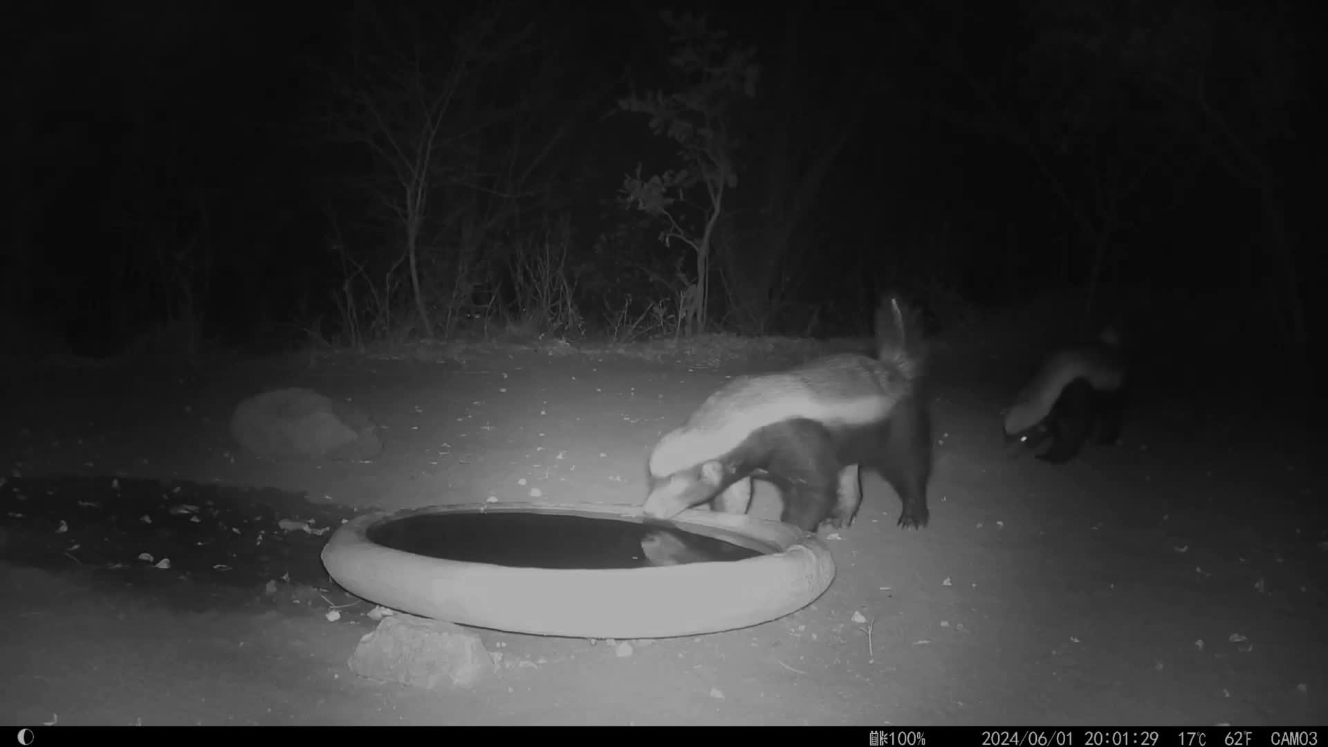 Two male honey badgers came to the bird bath to drink last night