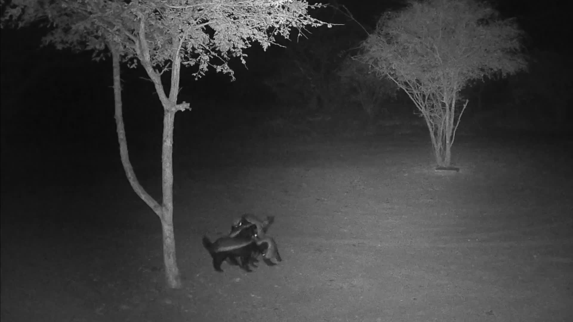 Horizontal view of the four honey badgers in the driveway