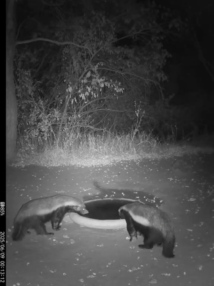 Here is our birdbath,  an incredible visit two honey badgers