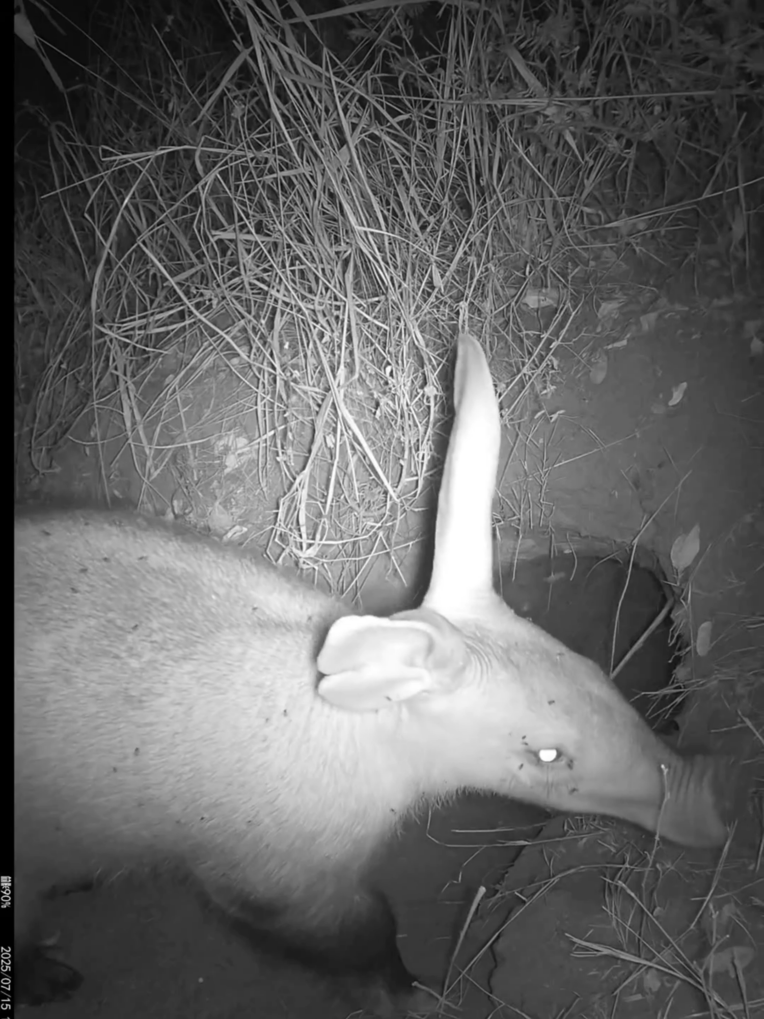 Aardvark, honey-badger, and porcupine went into a bar.