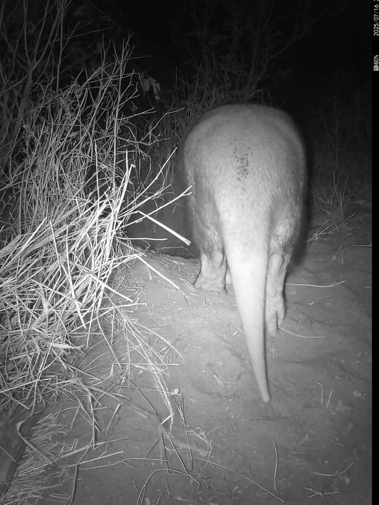 The aardvark came back despite all the competing activity last night