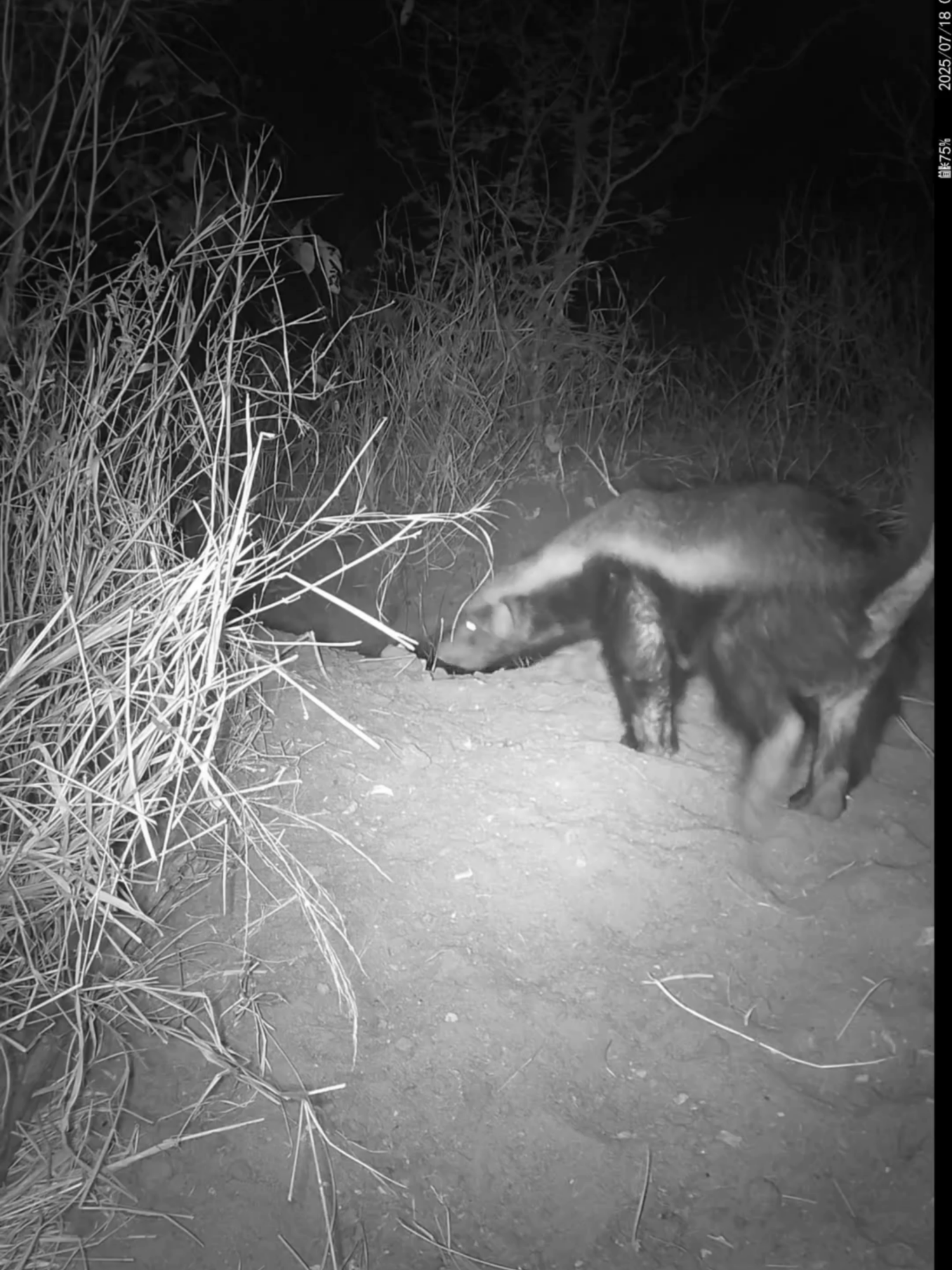 The aardvark left and the honey badgers were back