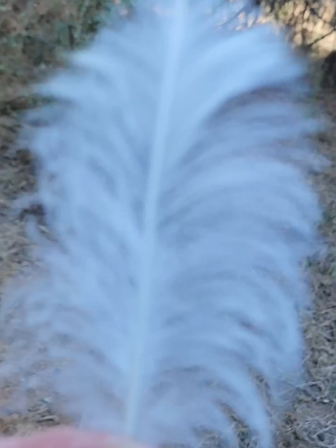 When did feathers evolve?