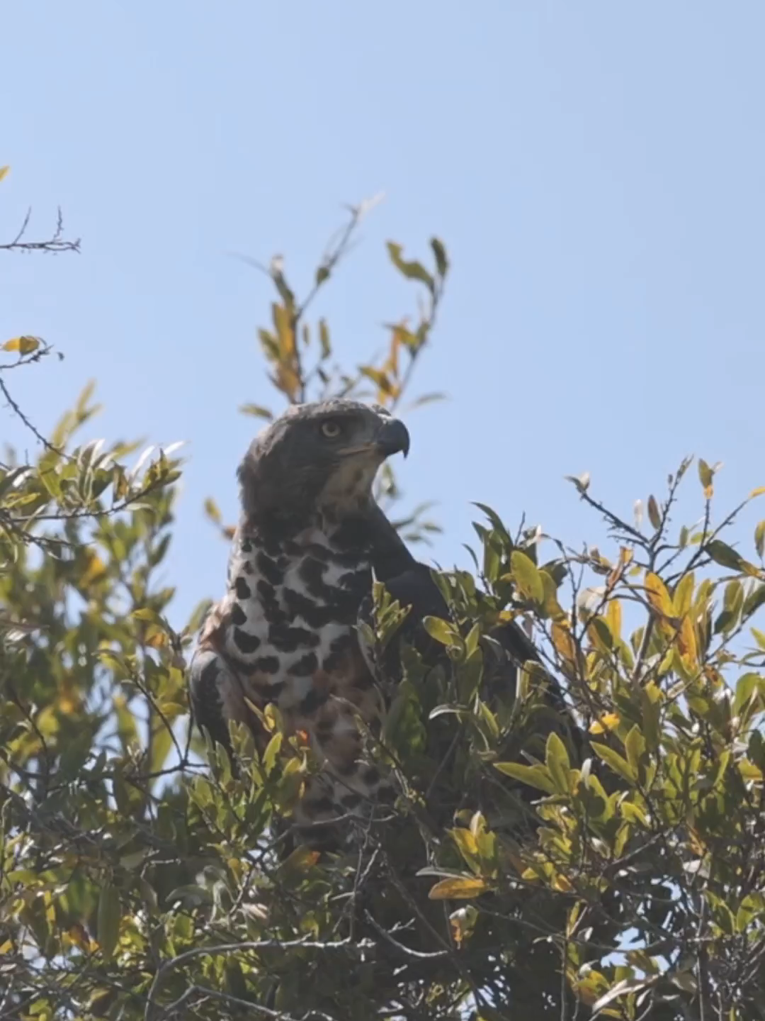 Crowned eagle in nearby tree