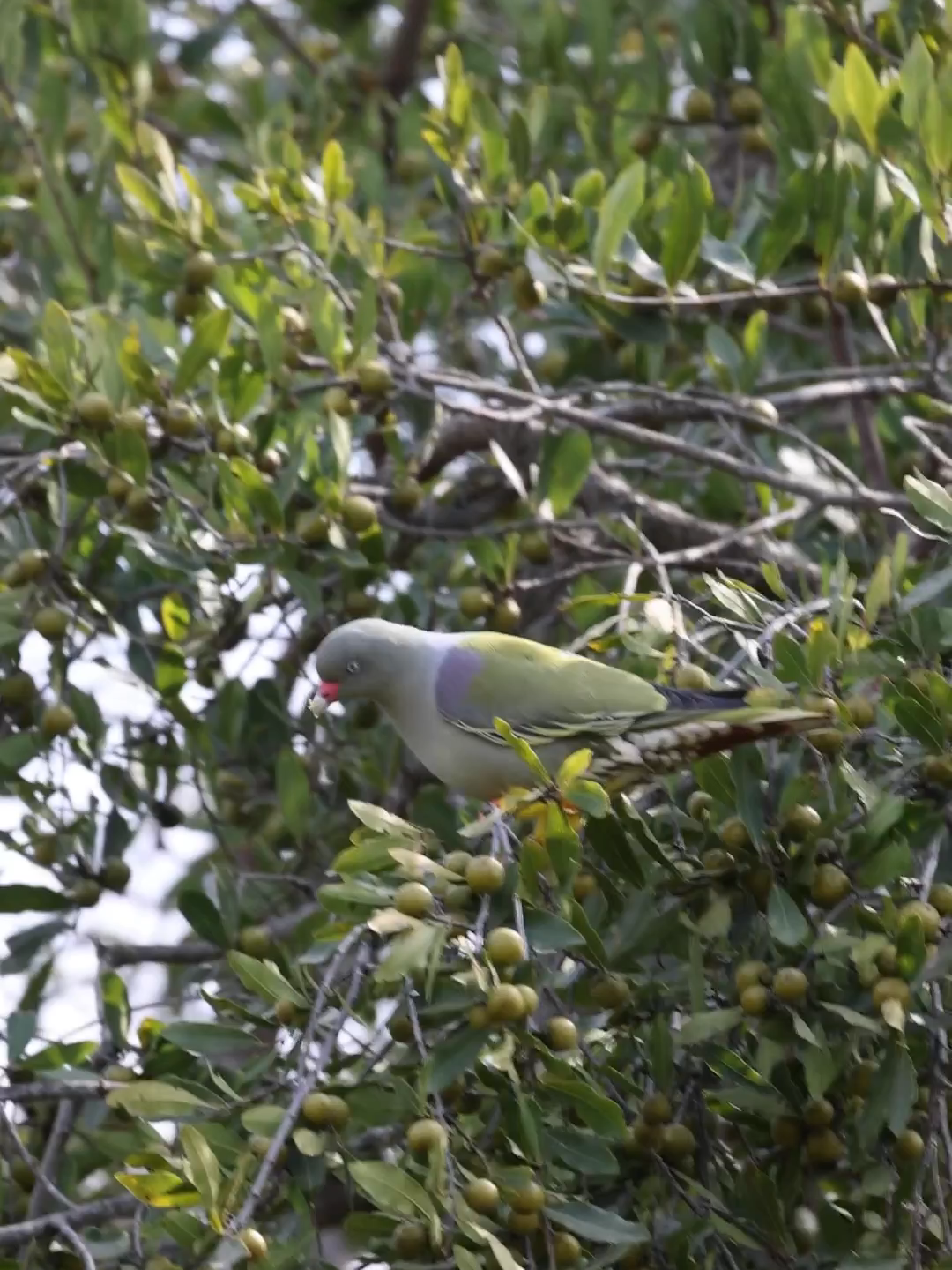 African green pigeon feeding in a jackalberry tree