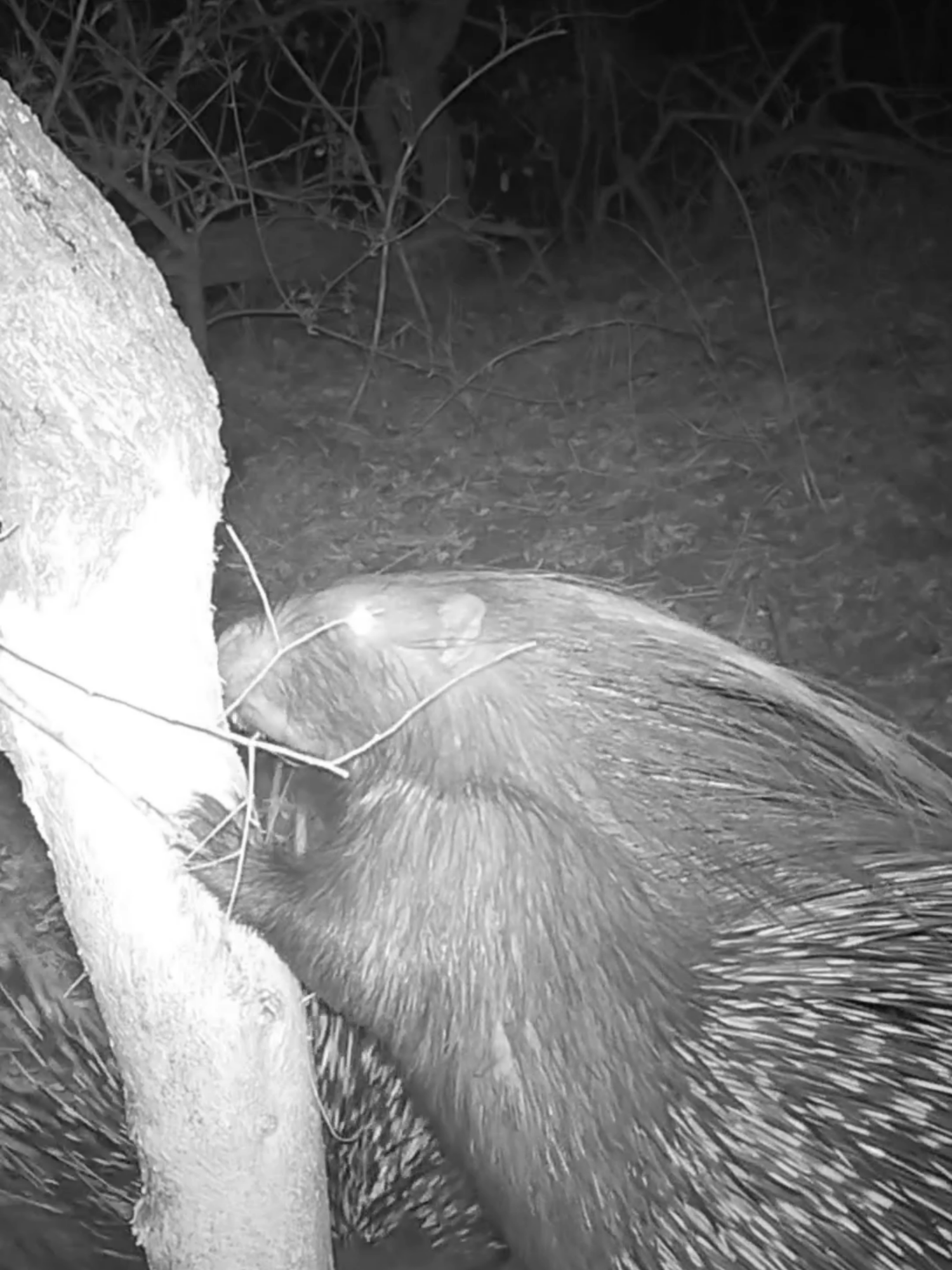 The porcupines and the buffalo thorn