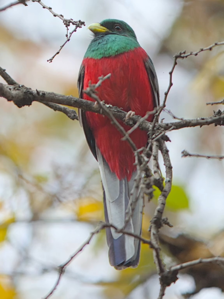 Narina trogon calls