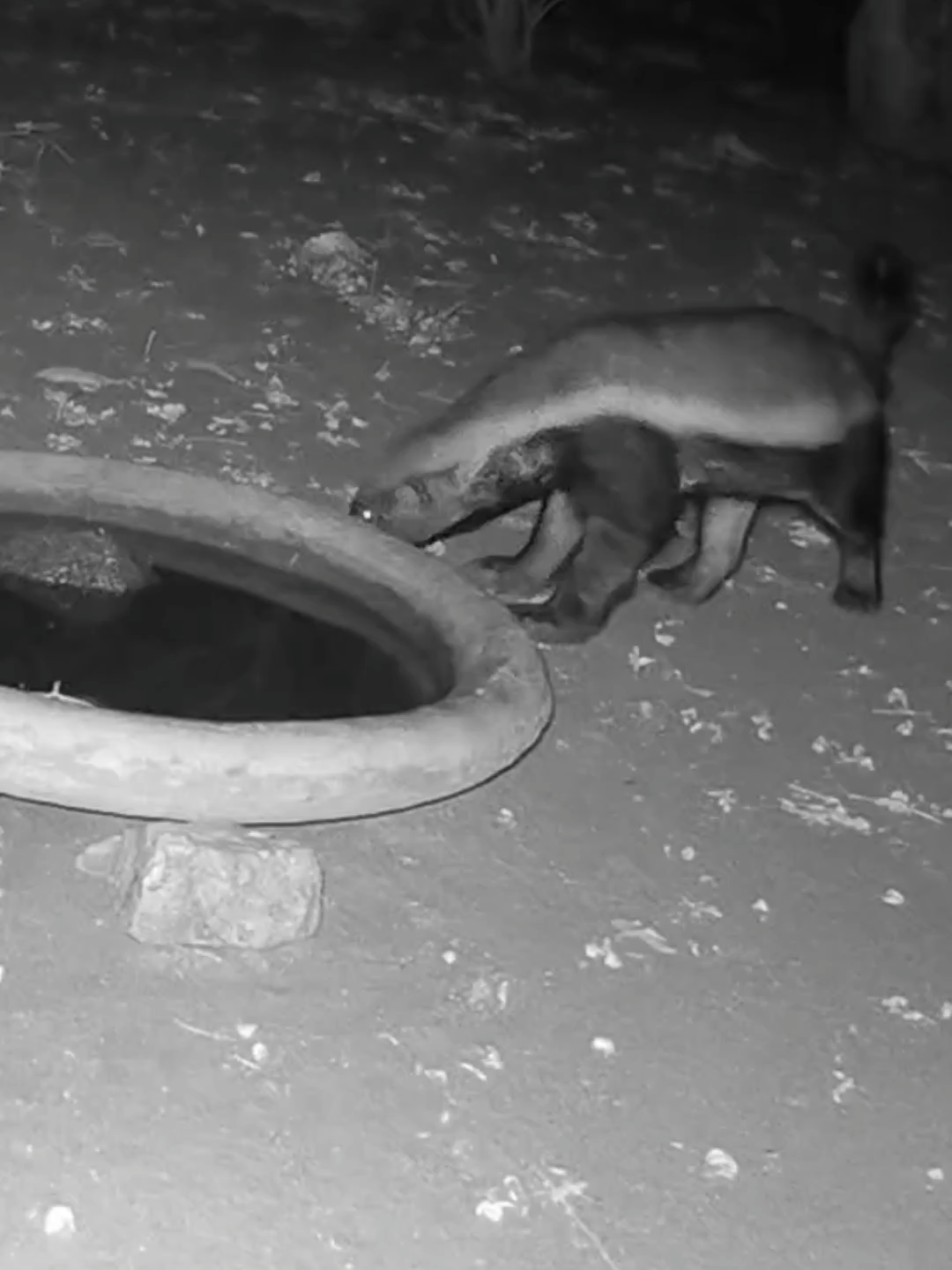 Three honey badgers, one porcupine and a tripod