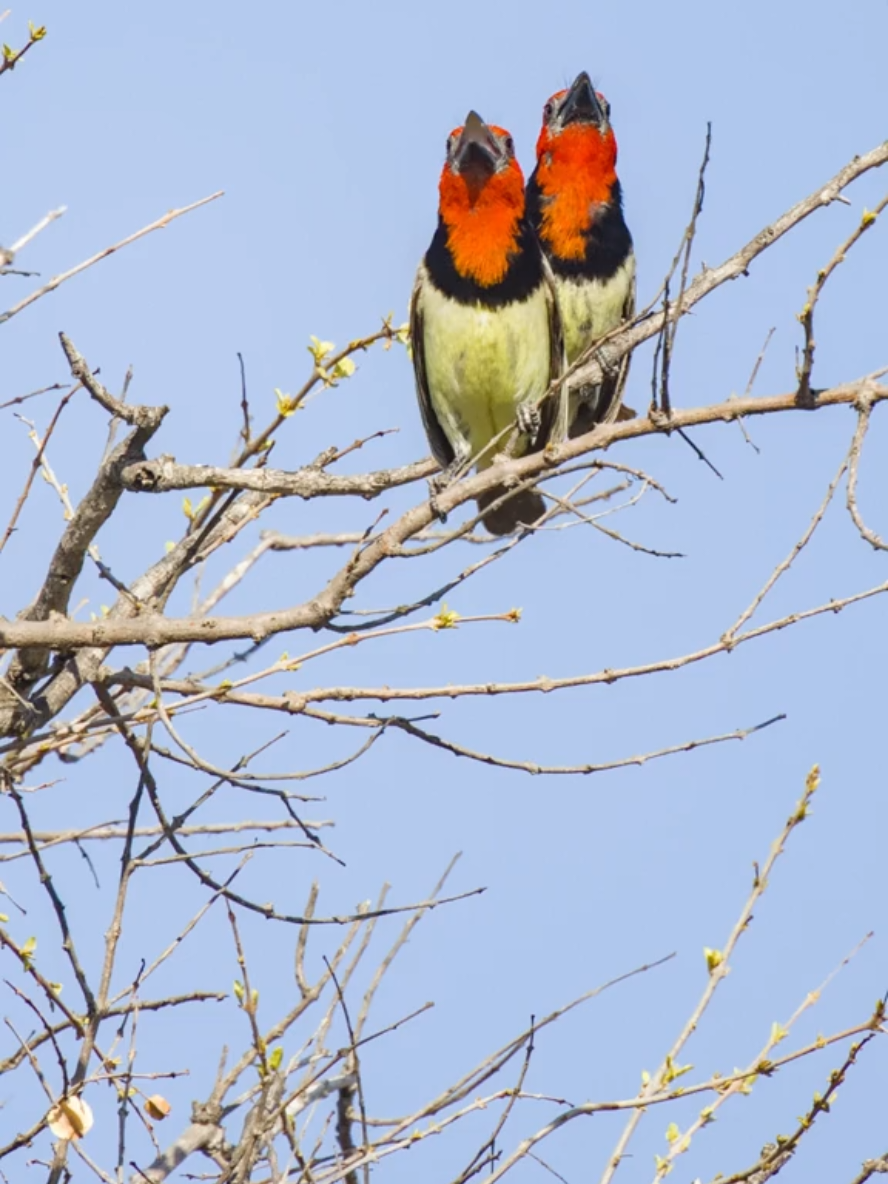 The Melodic Bond: Duetting and Mating Behavior in the Black-collared Barbet