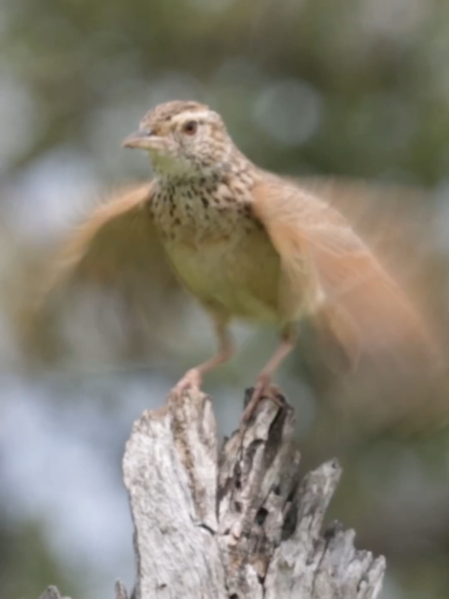 Birds in Kruger National Park: PART 1 – Rufous-naped lark