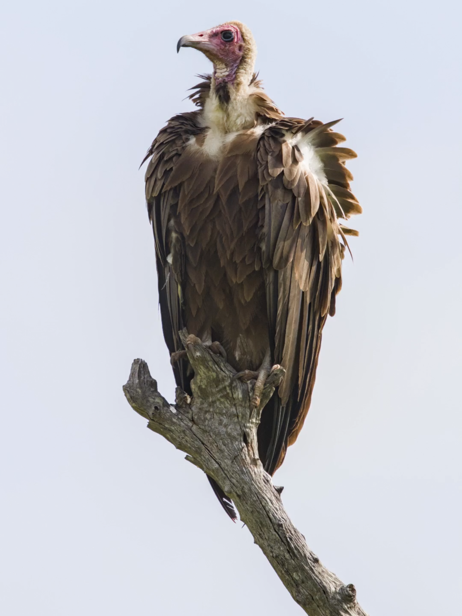 Birds in Kruger National Park: PART 2 – Hooded Vulture