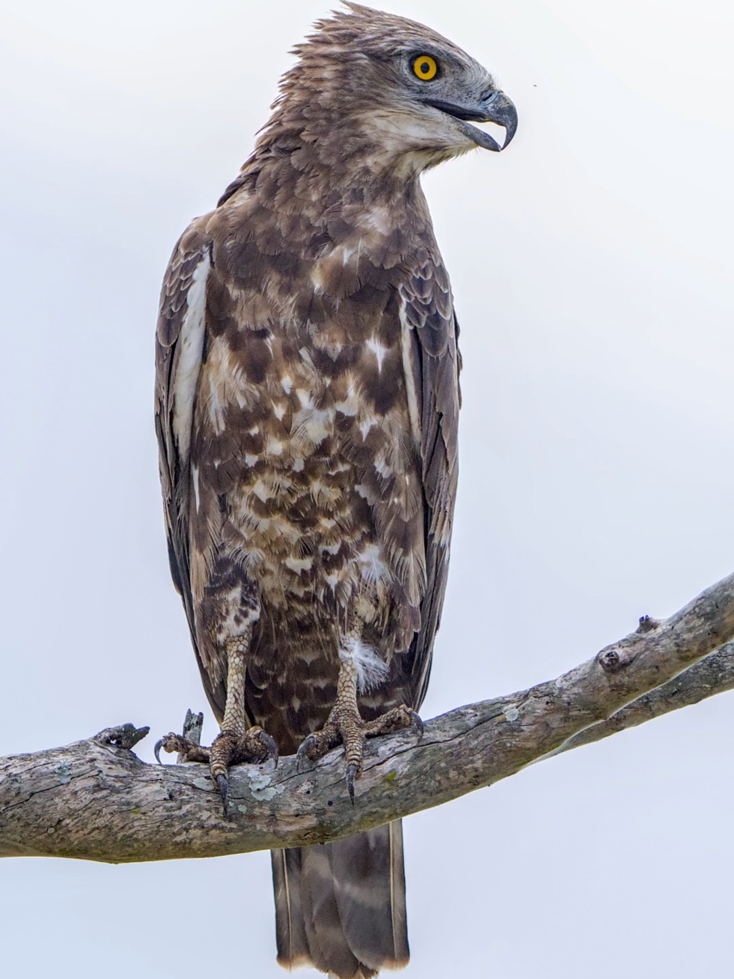 The brown snake eagle, Circaetus cinereus