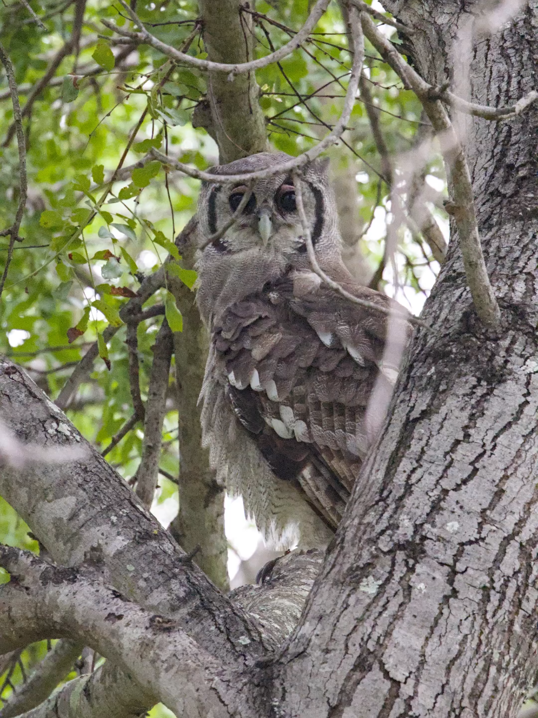 Pair of Verreaux’s eagle-owl in a Weeping Boerbean
