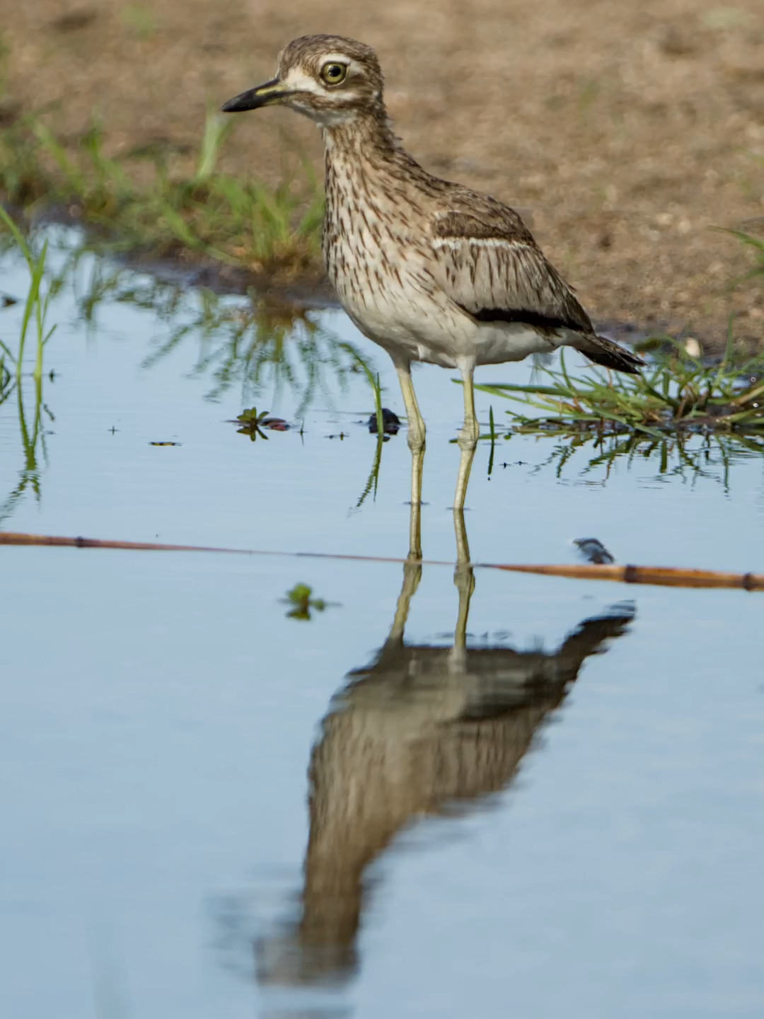 A water thick-knee calling