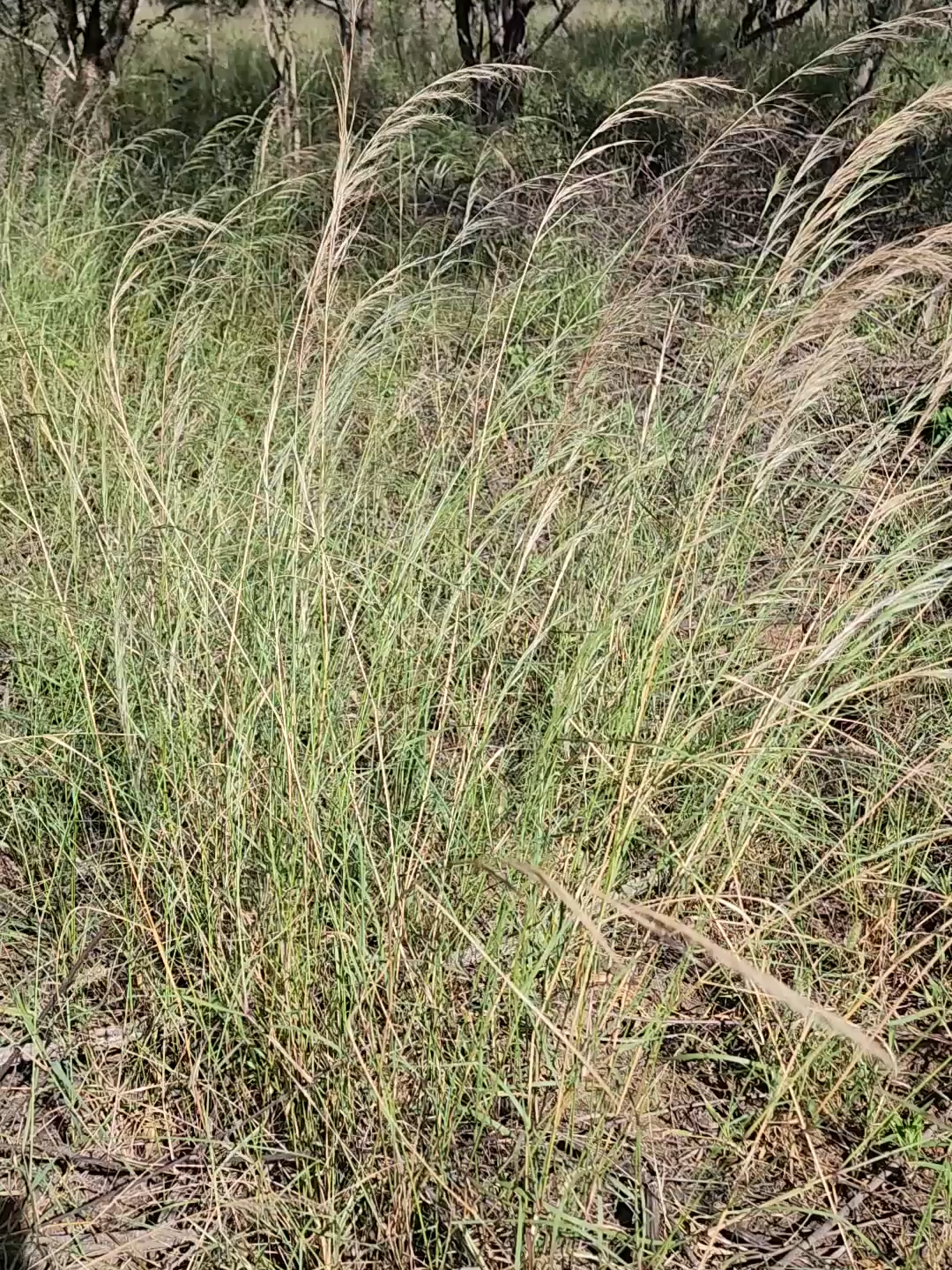 What are grasses?