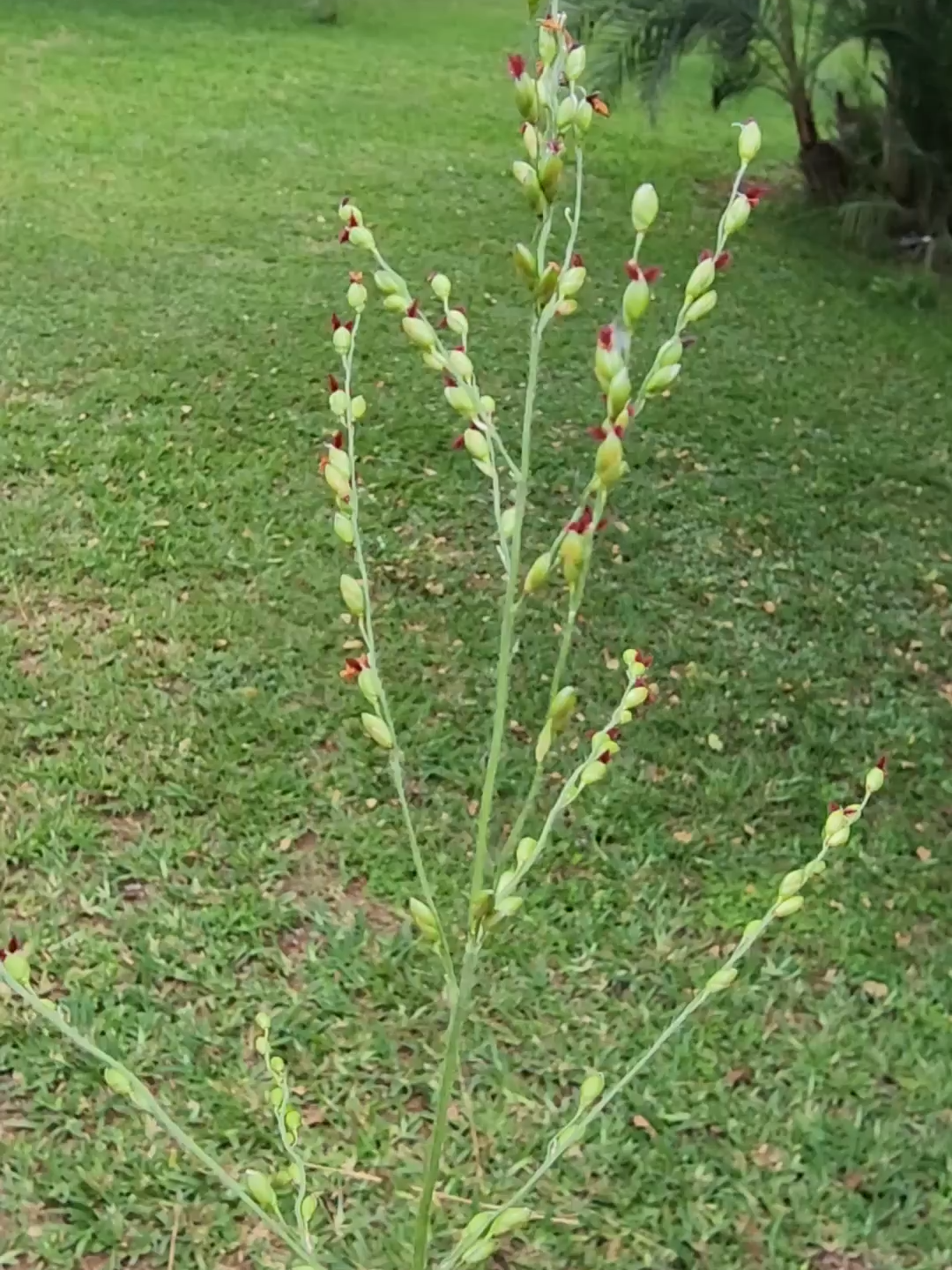 Grass flowers and seeds