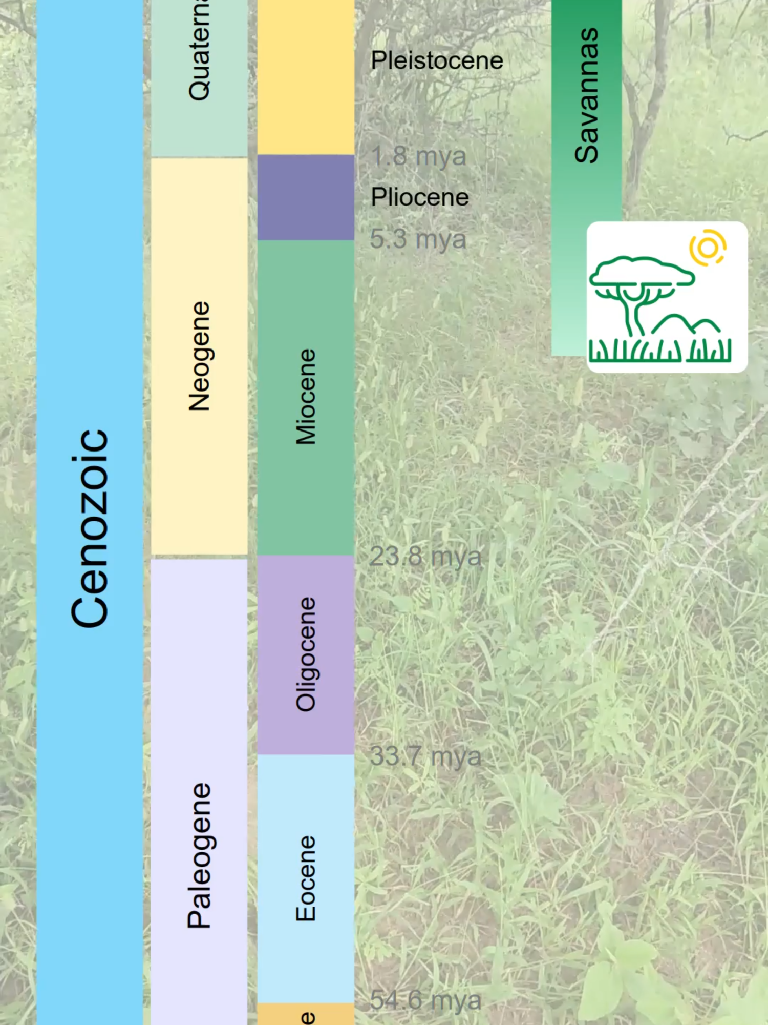 Origin of the Savanna Biome