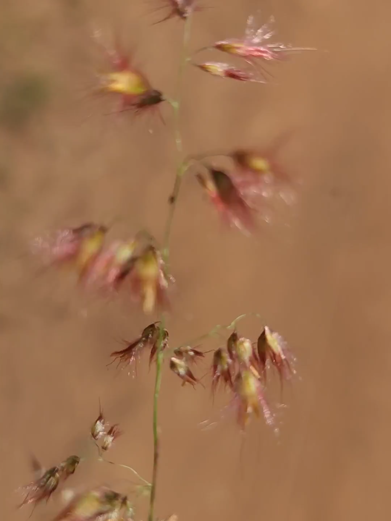 Natal Red Top Grass (Melinis repens)