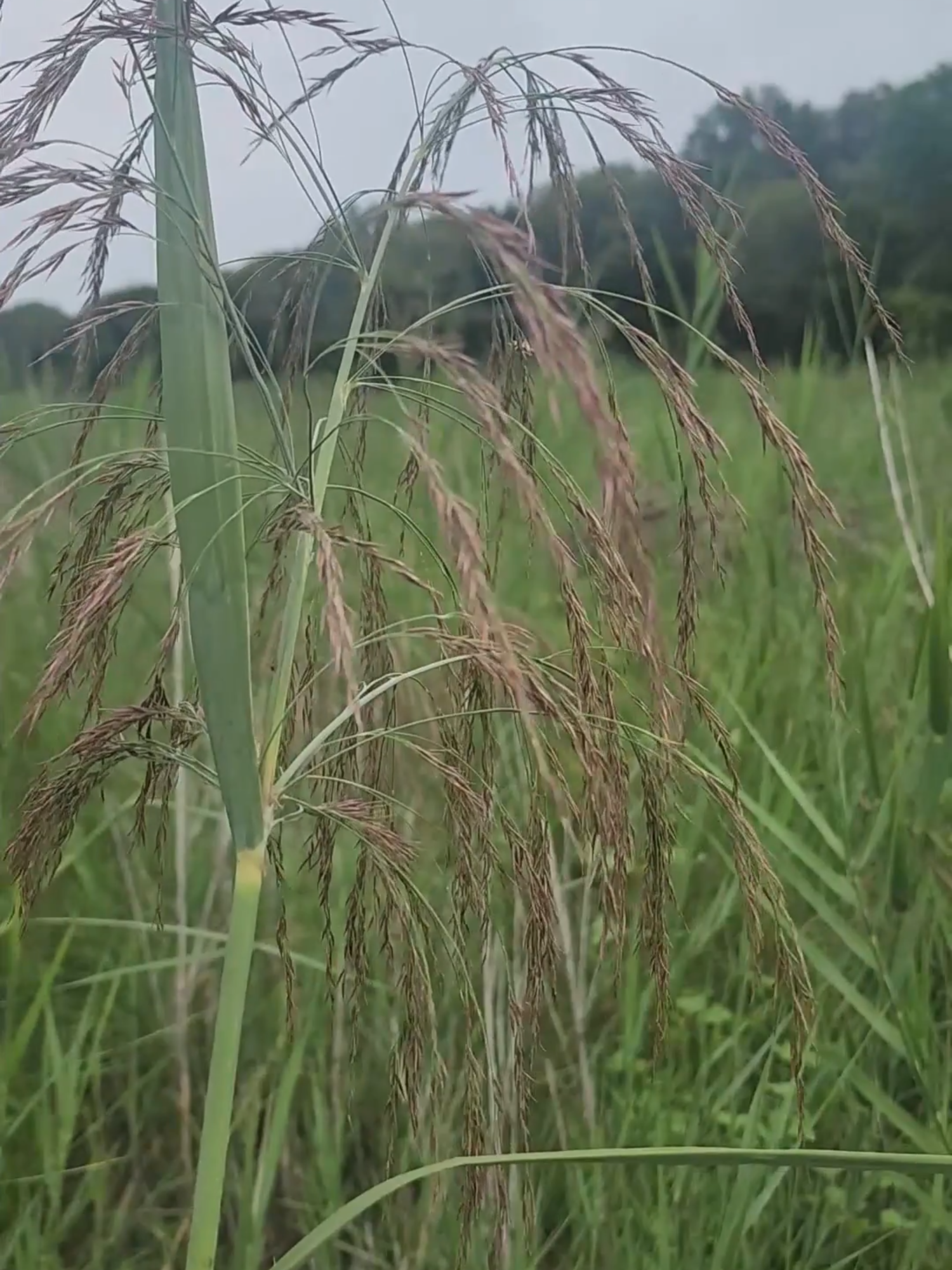 The Lowveld reed, Phragmites mauritianus