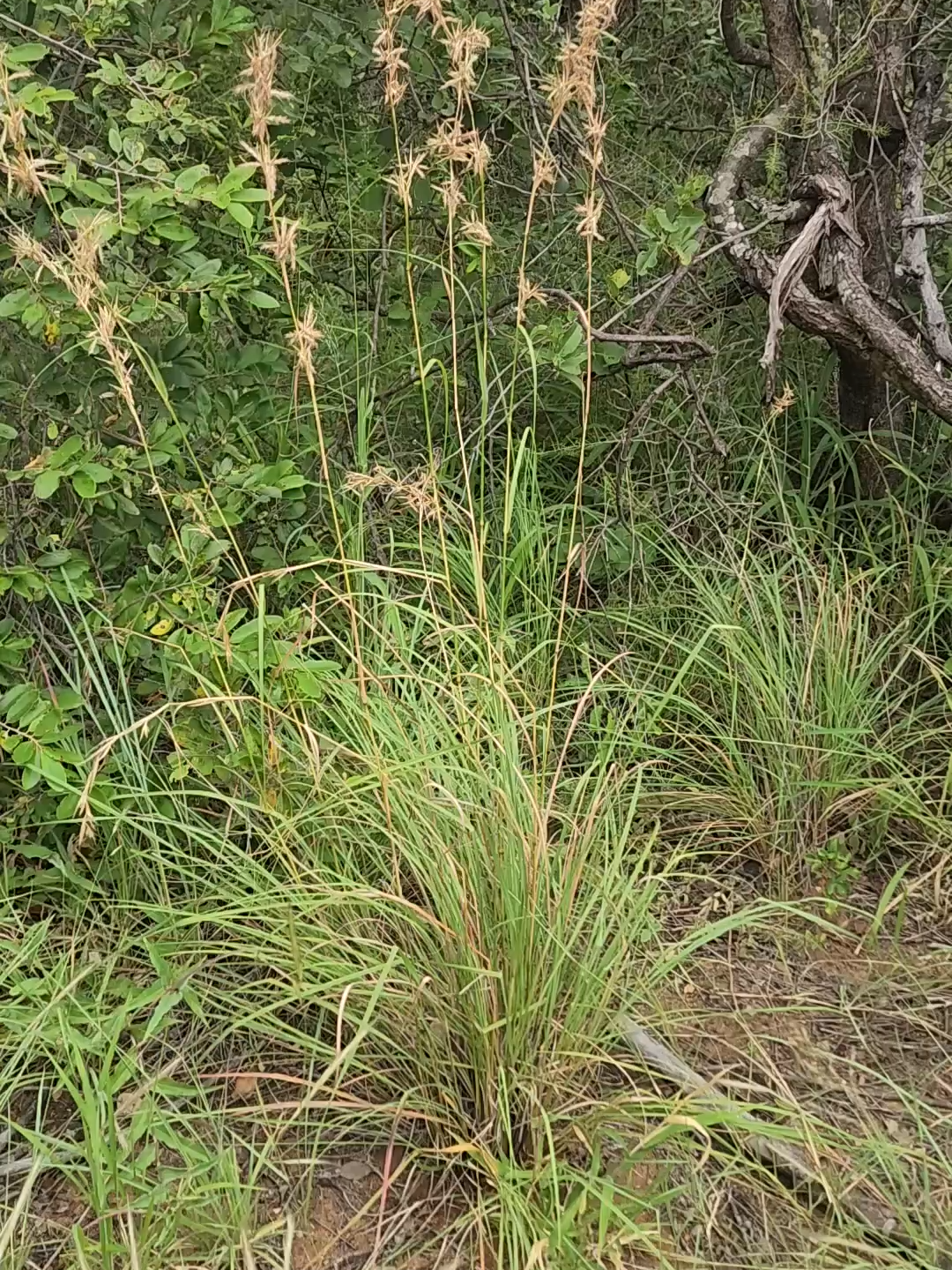 The narrow-leaved turpentine grass, Cymbopogon pospischilii