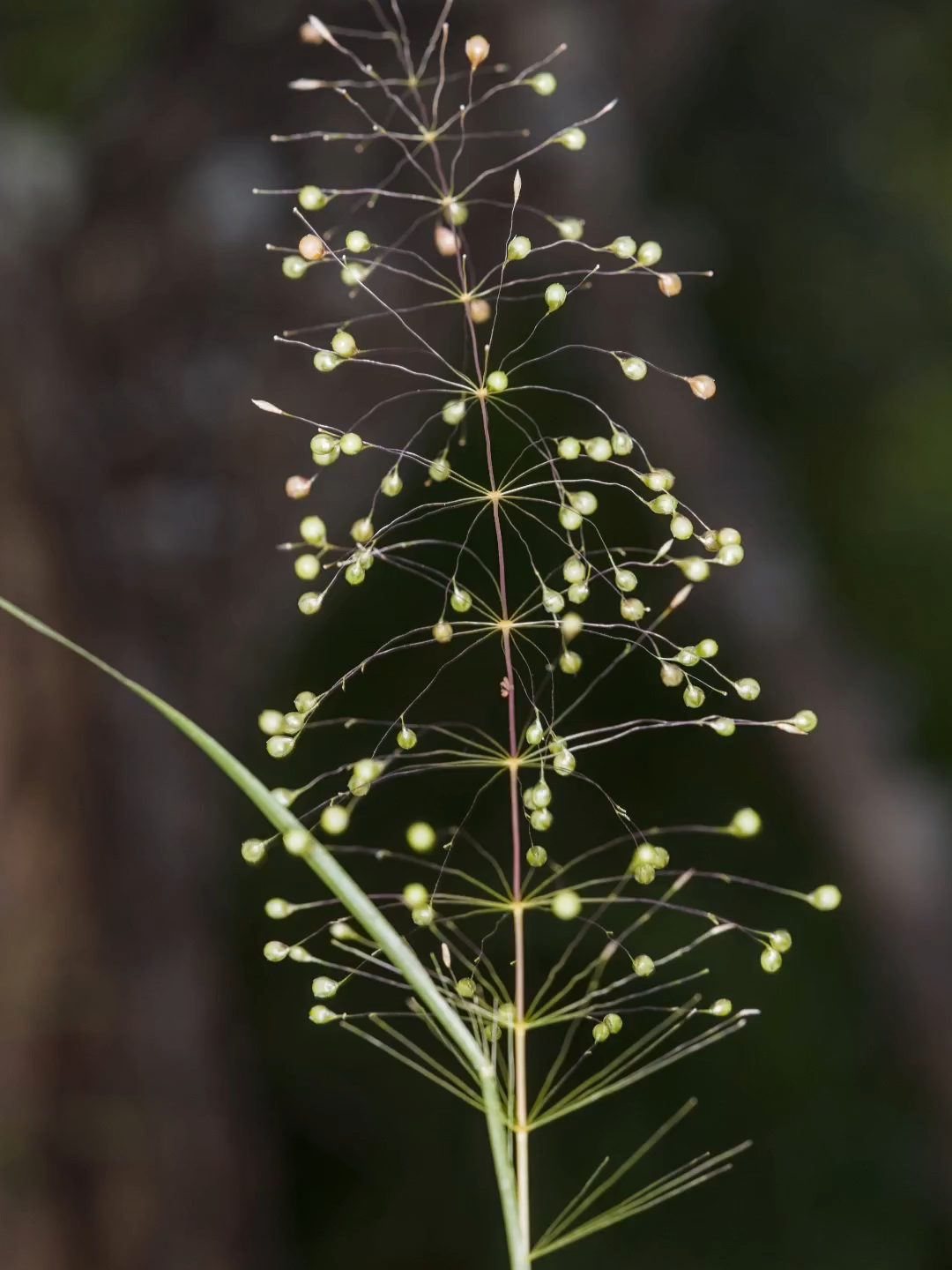 The Christmas Tree Grass, Sporobolus panicoides