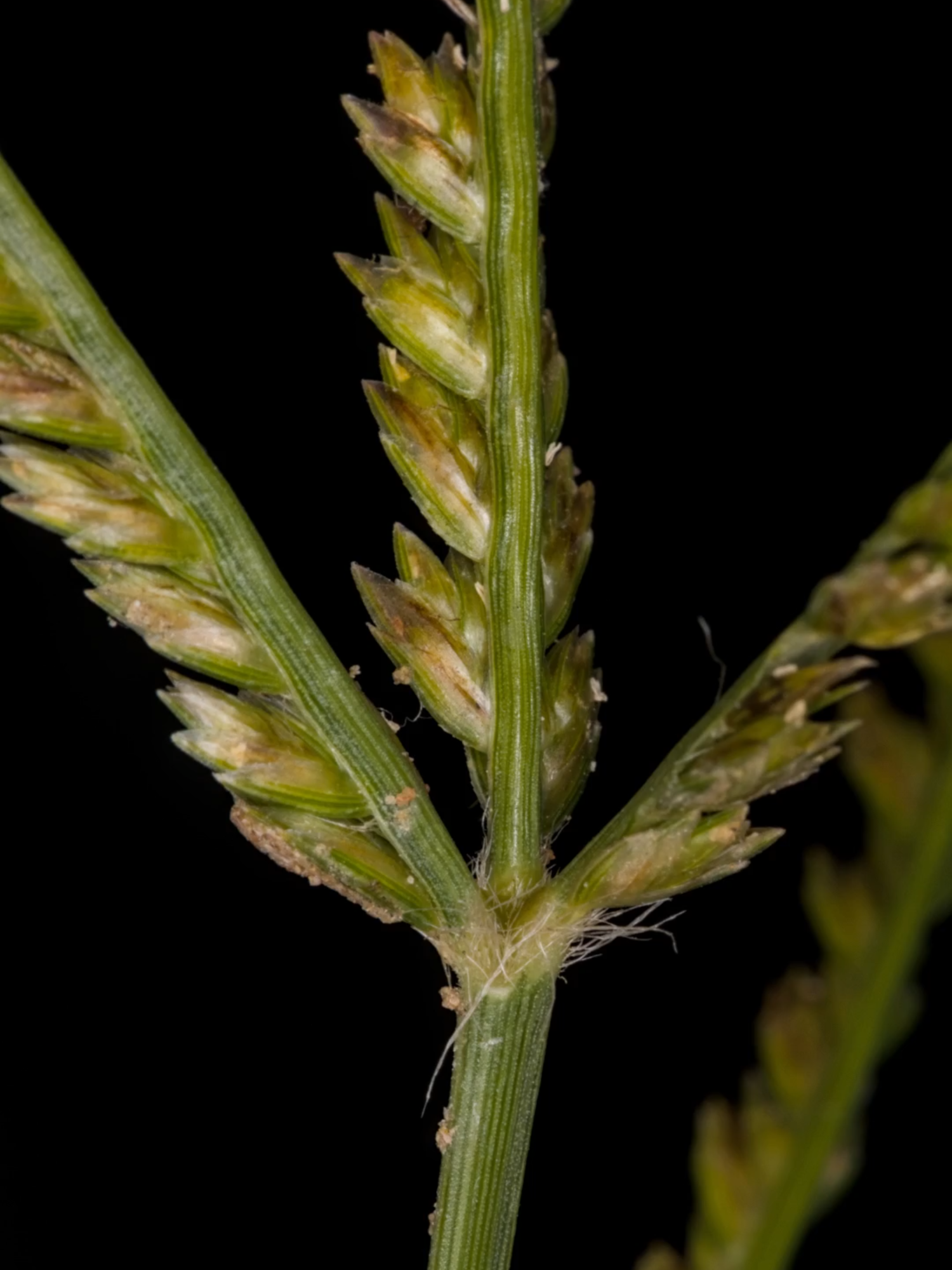 Goose Grass, Eleusine coracana The Goose Grass, Eleusine coracana, also known as the finger