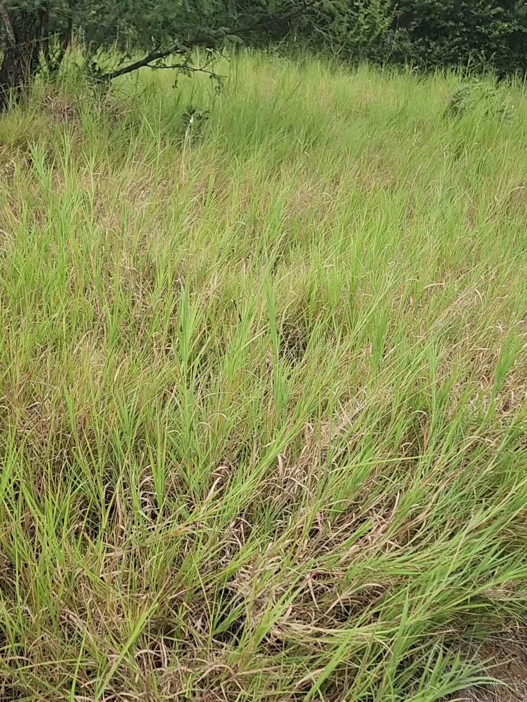The stinking grass, Bothriochloa radicans