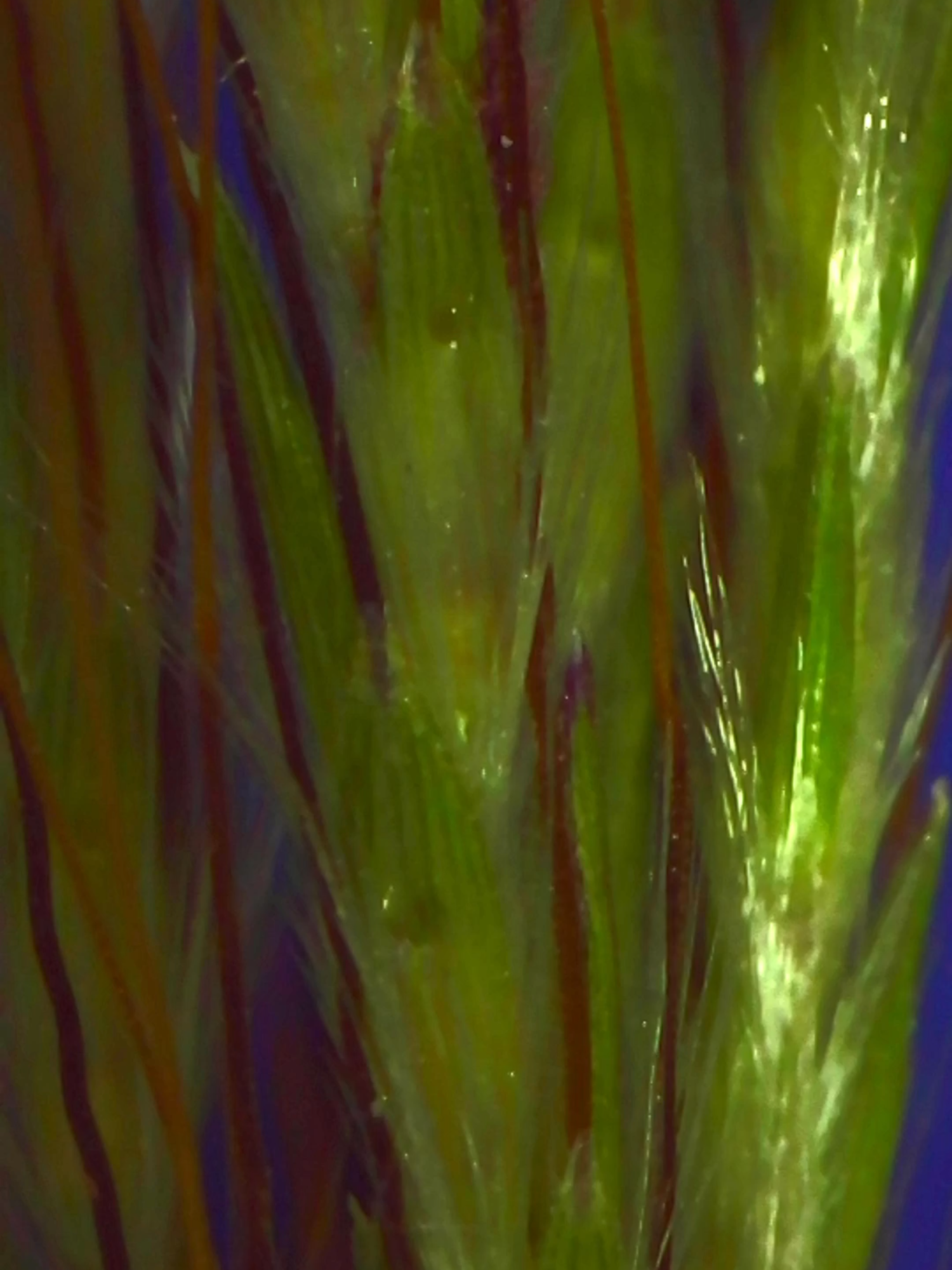 The pinhole grass, Bothriochloa insculpta