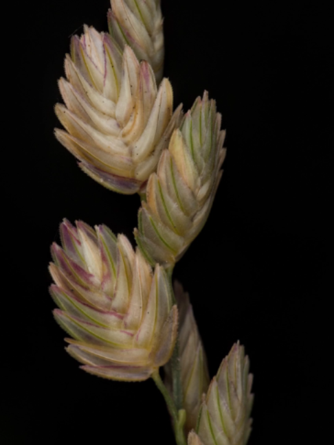 The saw-tooth love grass, Eragrostis superba