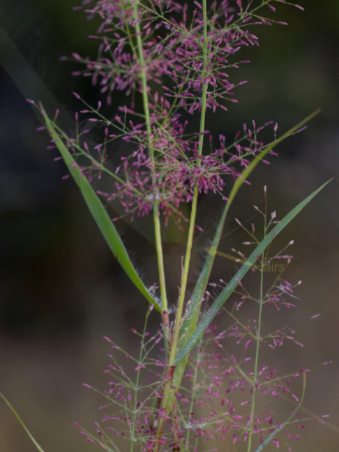 Sticky love-grass, Eragrostis viscosa